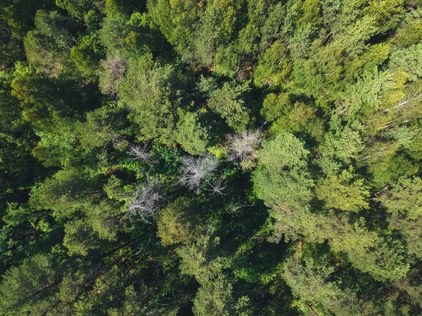 Bosque Mixto Verde Con Altura Del Quadcopter — Foto de Stock