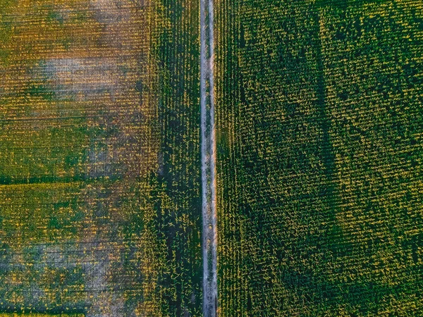 Droga Polu Kukurydzy Wysokością — Zdjęcie stockowe