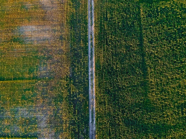 Route Dans Champ Maïs Avec Hauteur — Photo