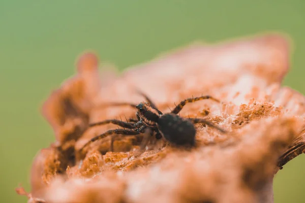 Bir Tahta Parçasına Yakın Plan Örümceğin Makro Fotoğrafı — Stok fotoğraf