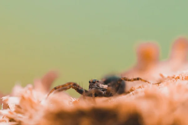 Macro Foto Van Een Spin Close Een Stuk Hout — Stockfoto