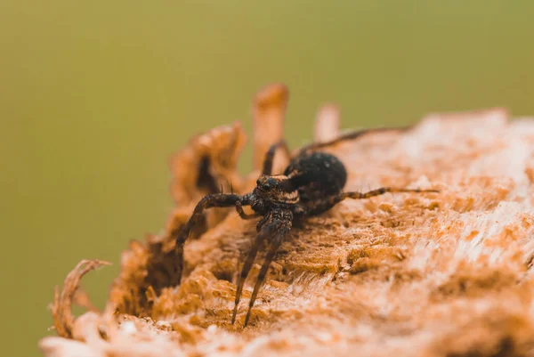 Macro Foto Una Araña Cerca Pedazo Madera — Foto de Stock