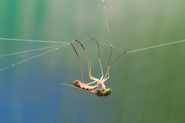 Macro photo of a fly entangled in a web