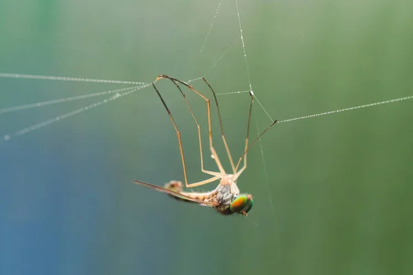 Macro Foto Van Een Vlieg Verstrikt Een Web — Stockfoto