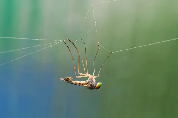 Macro Foto Van Een Vlieg Verstrikt Een Web — Stockfoto