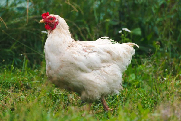 White Chicken Walking Grass — Stock Photo, Image