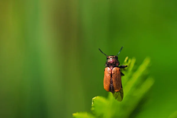 Escarabajo Sobre Hierba Verano — Foto de Stock