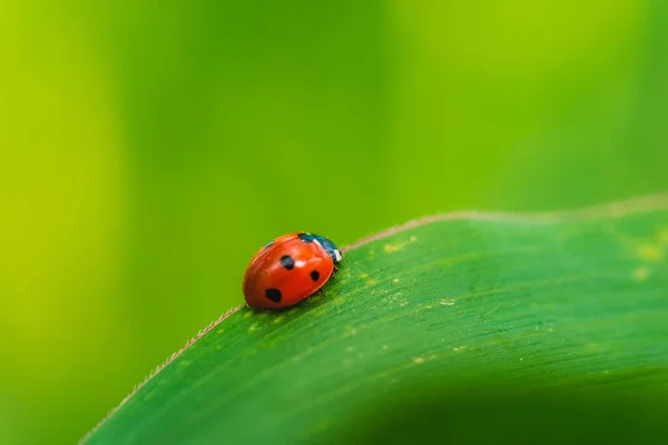 Ladybug Grass Macro — Stock Photo, Image