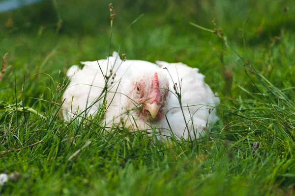Chicken Sleeping Truck — Stock Photo, Image