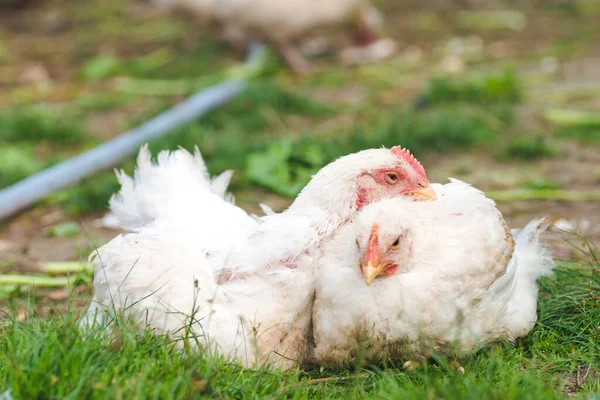 Two Chicken Chickens Sleeping Grass — Stock Photo, Image