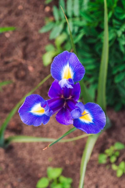 Molto Bello Fiore Blu — Foto Stock