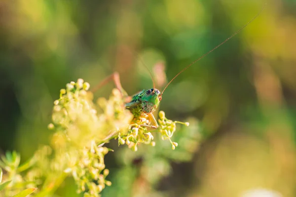 Sauterelle Verte Sur Herbe Été — Photo