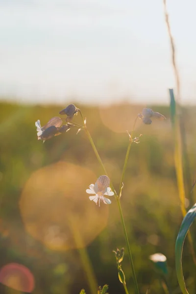 Flor Azul Atardecer Con Hermoso Bokeh — Foto de Stock