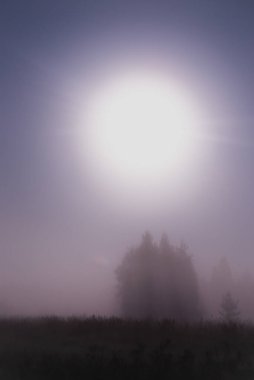 Gece sisi ormanda ay ışığı altında yaz gecesi