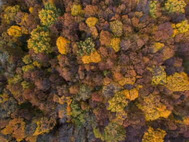 Hava manzarası: Turuncu, yeşil ve sarı yapraklı bir sonbahar ormanı.