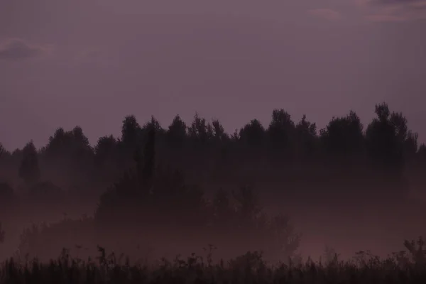 森の月明かりの夏の夜によってフィールド内の夜霧 — ストック写真
