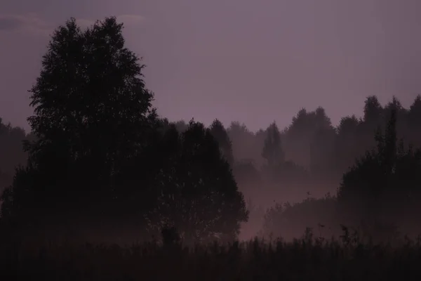 Niebla Nocturna Campo Junto Bosque Noche Verano Iluminada Por Luna — Foto de Stock