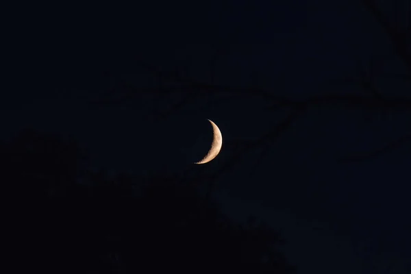 新月は夏の夜に森の上に来る — ストック写真