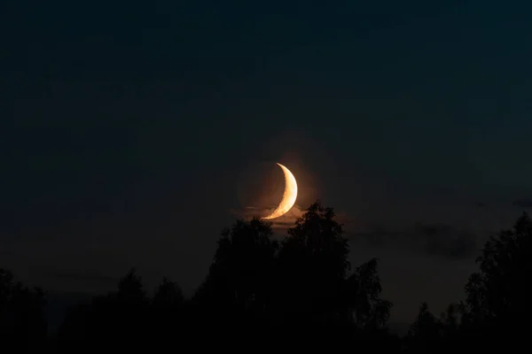 Nouvelle Lune Lune Vient Sur Forêt Soir Été Lune Éclaire — Photo