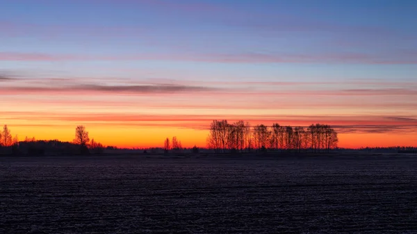 Прекрасный Рассвет Морозного Утра Над Полем Березы Вдалеке — стоковое фото