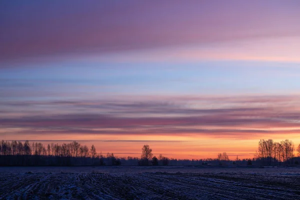 Прекрасный Рассвет Морозного Утра Над Полем Березы Вдалеке — стоковое фото