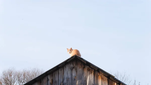 Gato Senta Telhado Olha Para Câmera — Fotografia de Stock