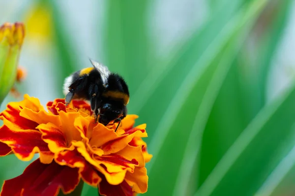 Macro Photo Bumblebee Orange Flower Bumblebee Collects Nectar Flower — Stock Photo, Image