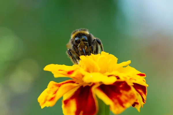 Macro Photo Bumblebee Orange Flower Bumblebee Collects Nectar Flower — Stock Photo, Image