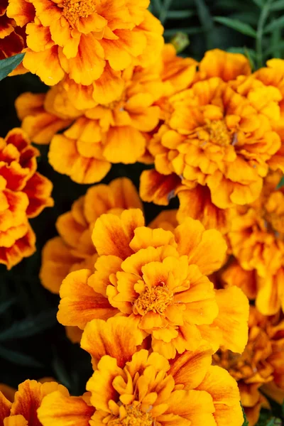 Die Textur Der Orangen Blüten — Stockfoto