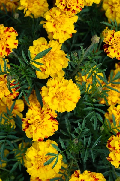 Texture Orange Flowers — Stock Photo, Image