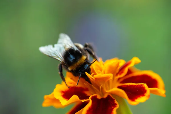 Macro Photo Bumblebee Orange Flower Bumblebee Collects Nectar Flower — Stock Photo, Image