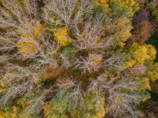 Aerial View Autumn Forest Height Orange Green Yellow Leaves — Stock Photo, Image