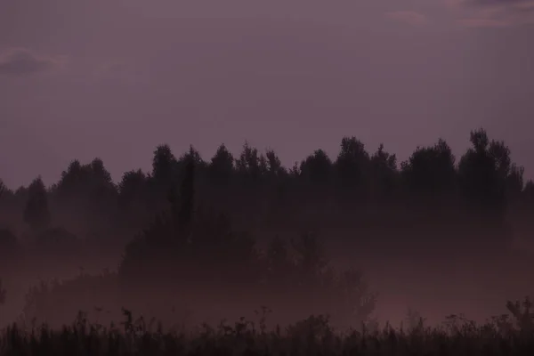 Night Fog Field Forest Moonlit Summer Night Royalty Free Stock Photos