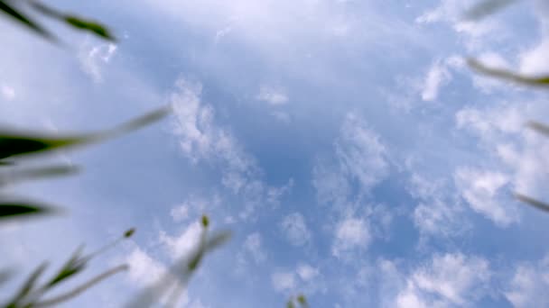 Timelapse Moln Rörelse Sommardag Blå Himmel Från Gräset — Stockvideo