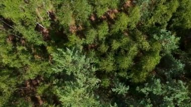 Bahar Genel Planı 'nda karışık ormanın yüksekliğinden bak. Rusya kadar yüksek huş ve çam ağaçları