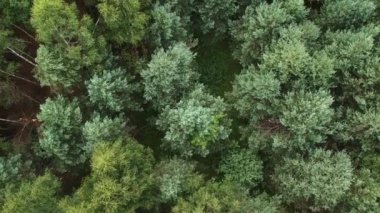 Bahar Genel Planı 'nda karışık ormanın yüksekliğinden bak. Rusya kadar yüksek huş ve çam ağaçları