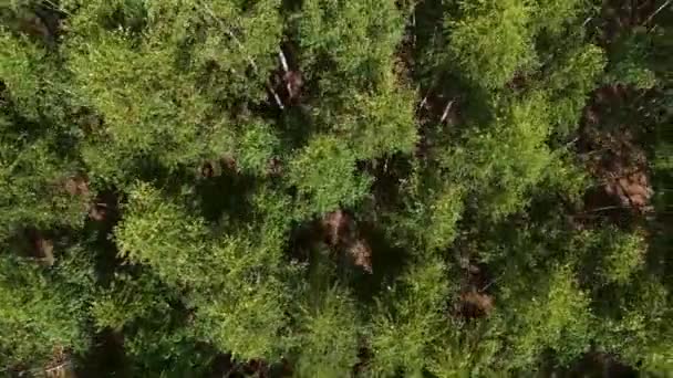 Vista Dall Alto Della Foresta Mista Primavera Piano Generale Betulle — Video Stock