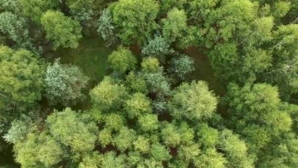 Vista Desde Altura Del Bosque Mixto Plan General Primavera Abedul — Vídeos de Stock