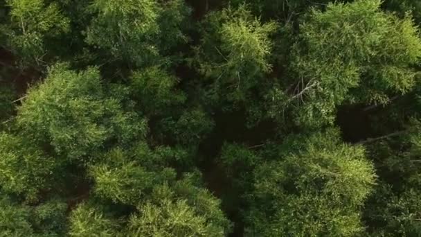 Vista Desde Altura Del Bosque Mixto Plan General Primavera Abedul — Vídeos de Stock