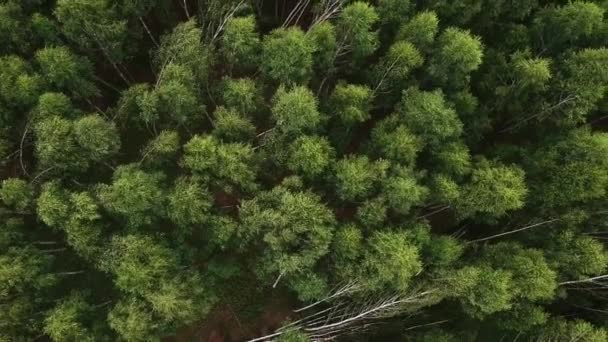 View Height Mixed Forest Spring General Plan Birch Pine Trees — Stock Video