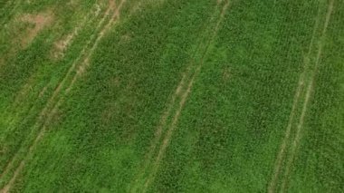Bahar Genel Planı 'nda karışık ormanın yüksekliğinden bak. Rusya kadar yüksek huş ve çam ağaçları