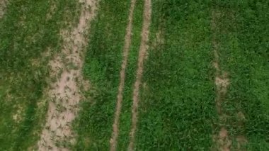 Bir yaz günü mısır tarlasının üzerinde bir kuadrokopter uçurmak