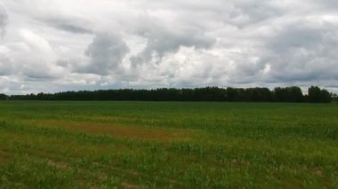 Bir yaz günü mısır tarlasının üzerinde bir kuadrokopter uçurmak