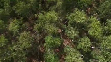 Bahar Genel Planı 'nda karışık ormanın yüksekliğinden bak. Rusya kadar yüksek huş ve çam ağaçları