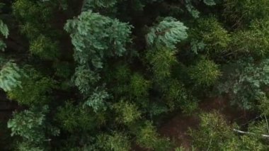 Bahar Genel Planı 'nda karışık ormanın yüksekliğinden bak. Rusya kadar yüksek huş ve çam ağaçları