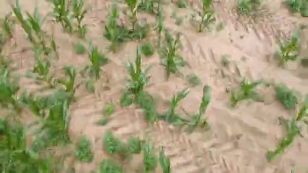 Volar Quadrocopter Sobre Campo Maíz Día Verano Cerca — Vídeo de stock