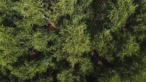 Vista Desde Altura Del Bosque Mixto Plan General Primavera Abedul — Vídeos de Stock