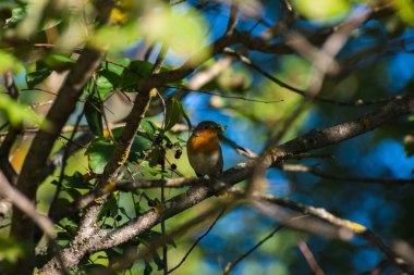Robin Bird sabah huş ağacının dalında