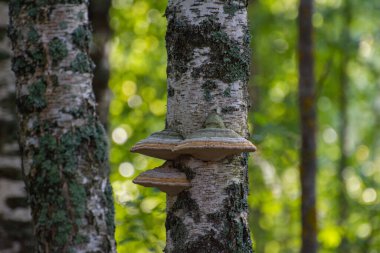 Ormanda huş ağacında yetişen mantarlar.