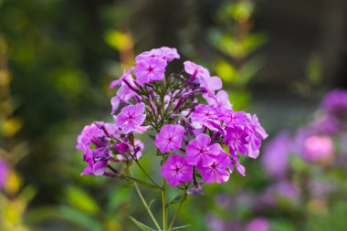 Yazın Pembe Çiçek